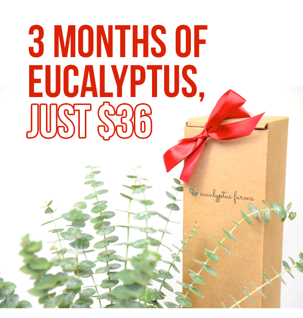🌵🎁 There's still time to GIFT EUCALYPTUS! Eucalyptus Farms